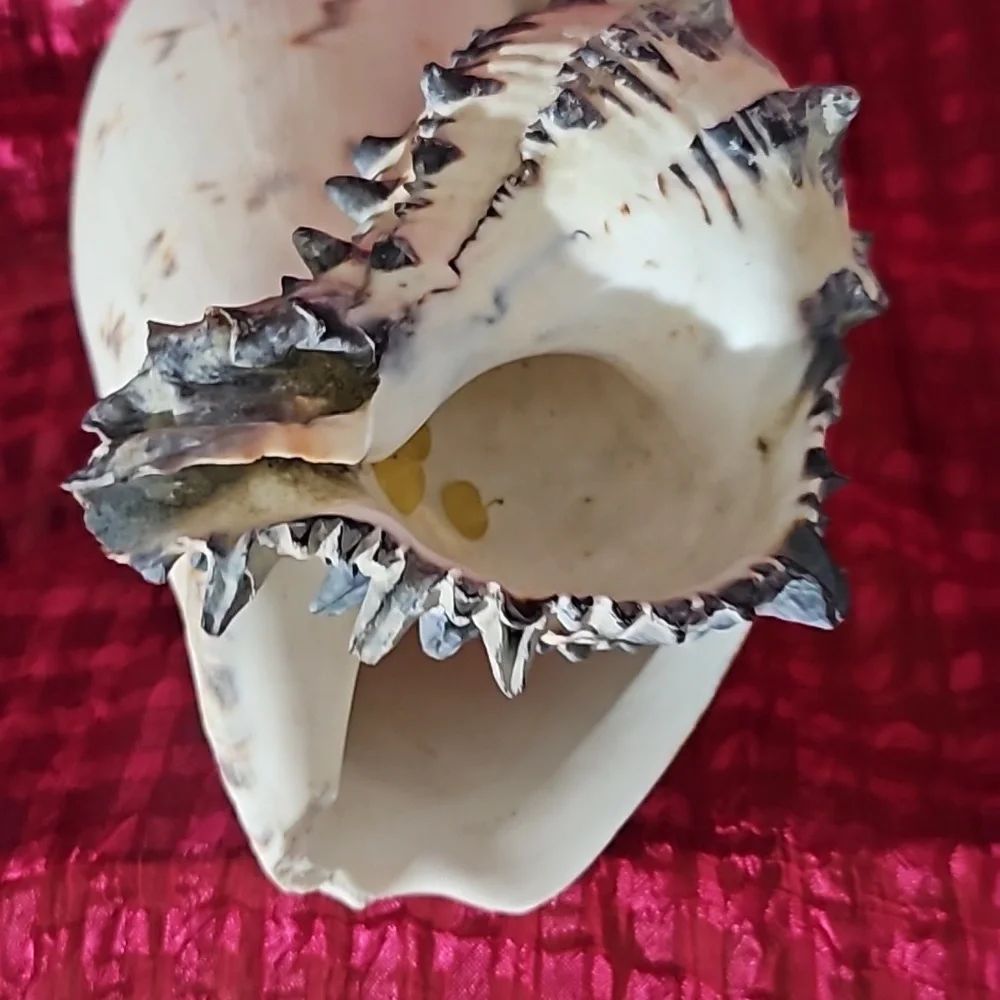 2pc vintage shell 🐚 ,